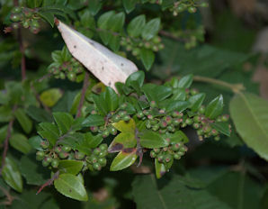 2010-07-12_34 Green Berries of Huckleberry TN.jpg - 33007 Bytes